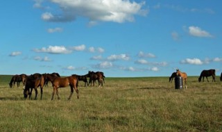 North American 2021 Foal Crop Declines 3.3%